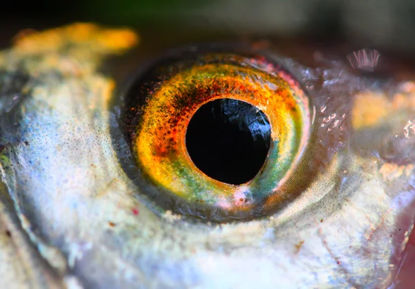 Fish eye close up. — Stock Photo, Image