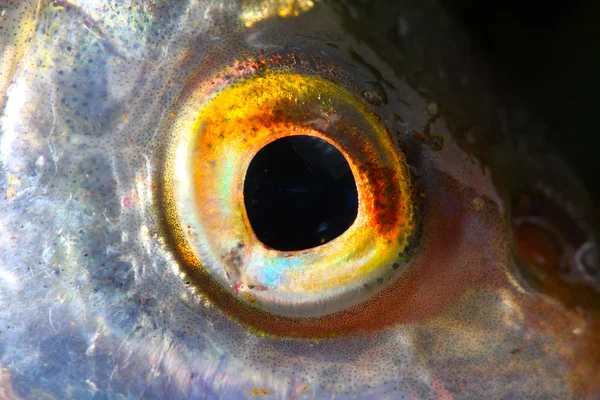 Fischauge aus nächster Nähe. — Stockfoto