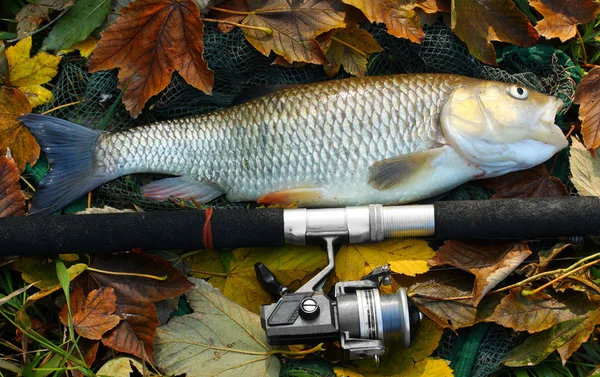 Large grass carp — Stock Photo, Image