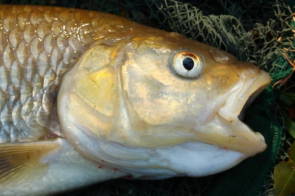 Il pesce su una rete da sbarco . — Foto Stock