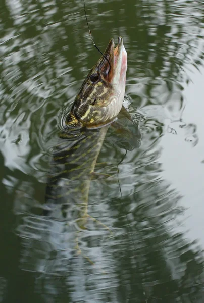 Pike en cebo hilandero . — Foto de Stock