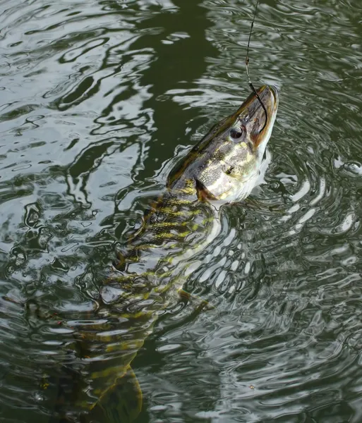 Brochet sur l'appât fileur . — Photo