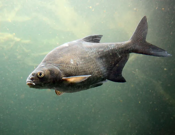 Mirror Carp fish — Stock Photo, Image