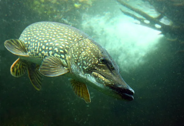 Großer Hechtfisch — Stockfoto