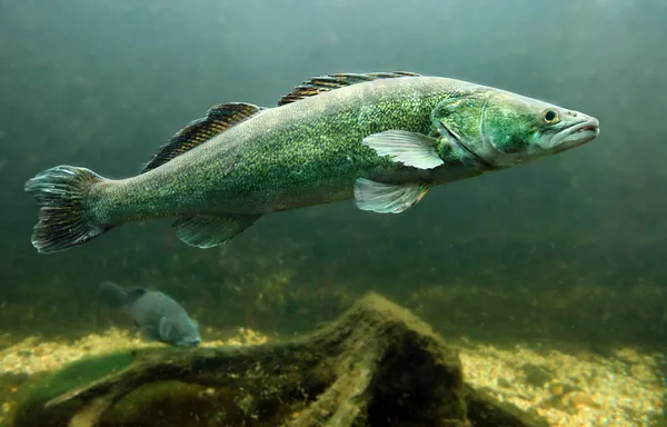 Υποβρύχια φωτογραφία του το γατόψαρο (silurus glanis) — Φωτογραφία Αρχείου