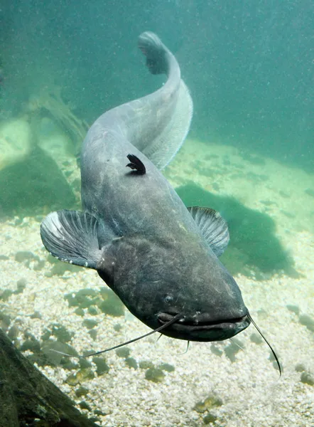Foto subaquática do peixe-gato (Silurus Glanis ) — Fotografia de Stock