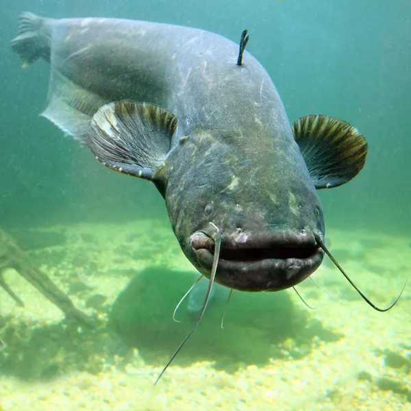 Foto subacquea del pesce gatto (Silurus Glanis ) — Foto Stock