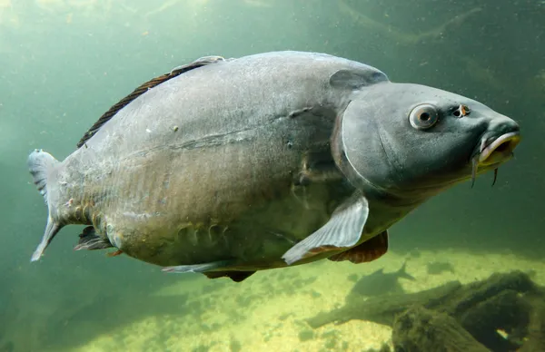 Mirror Carp fish — Stock Photo, Image