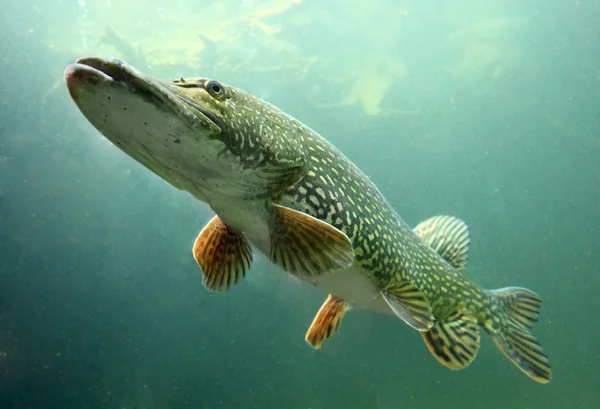 Onderwater foto grote snoek (esox lucius) — Stockfoto