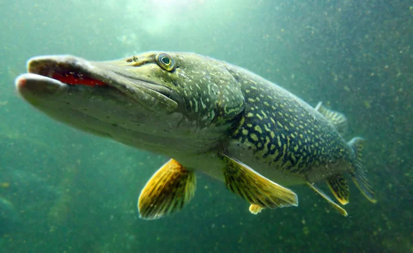 Unterwasserfotos großer Hecht (Esox lucius)) — Stockfoto