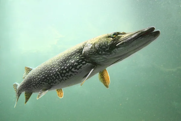 Undervattensfoto stor gädda (esox lucius) — Stockfoto