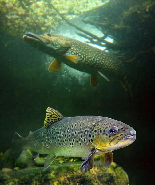 Die Bachforelle (salmo trutta) und ein großer Hecht (esox lucius)) — Stockfoto