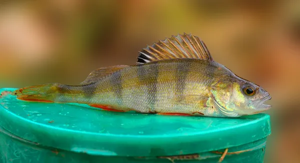 European Perch predatory fish — Stock Photo, Image