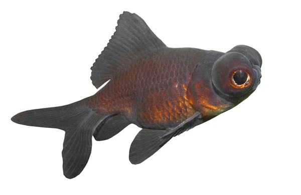 Chinese Goldfish Black moor (Carassius auratus) — Stock Photo, Image