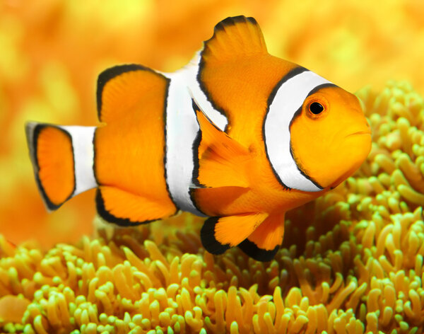 Tropical reef fish