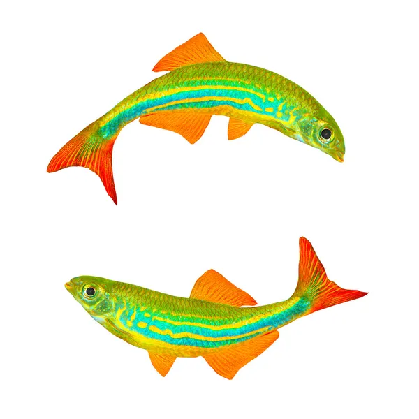 Dos peces tropicales — Foto de Stock