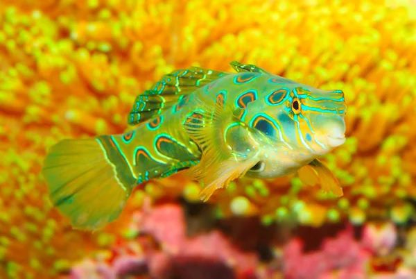 Den mandarinfish eller mandarin Sjökocksfiskar (synchiropus praktfull) — Stockfoto