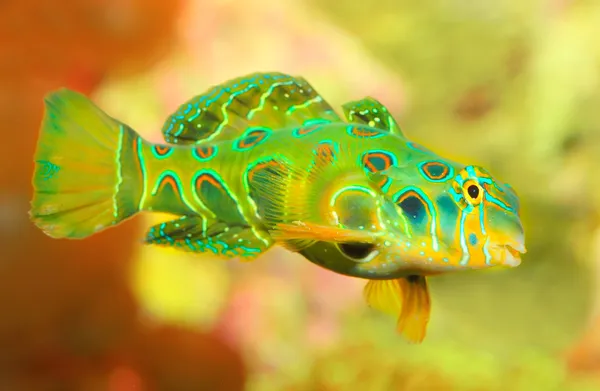 Mandarinfish або Мандарин сіра (Неперевірена splendidus) — стокове фото