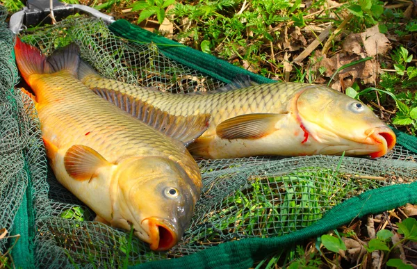 Pescado en red de pesca. La carpa común (Cyprinus Carpio  ) —  Fotos de Stock