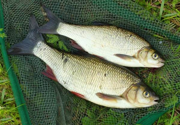 Los peces en una red de desembarco — Foto de Stock