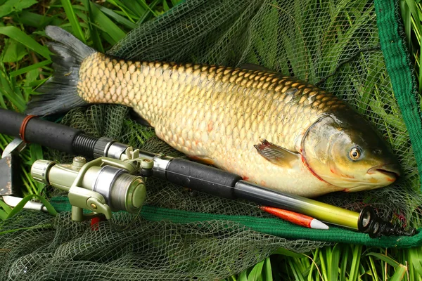 La carpa comune — Foto Stock