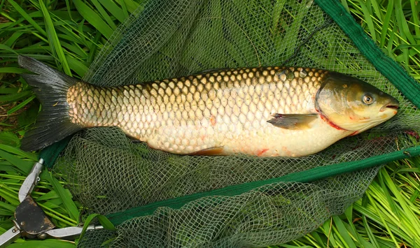 The Common carp — Stock Photo, Image