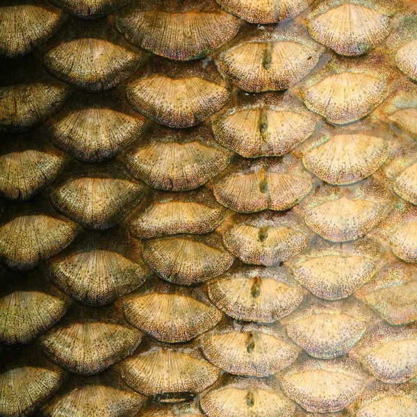 Fish scales - close up. — Stock Photo, Image