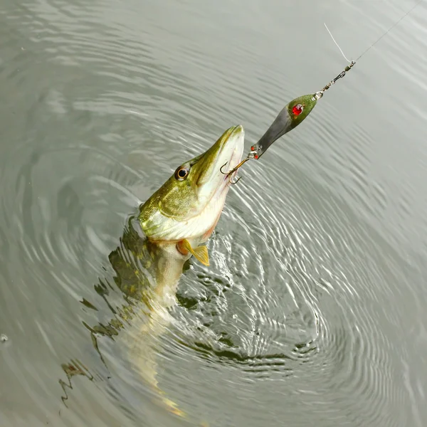 O Pike em uma isca giratória . — Fotografia de Stock