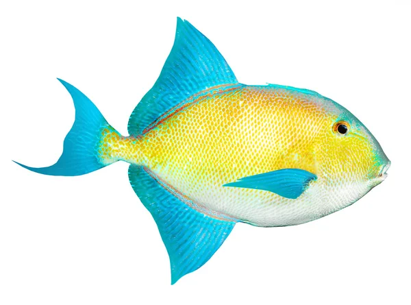 Tropical fish on white background. — Stock Photo, Image