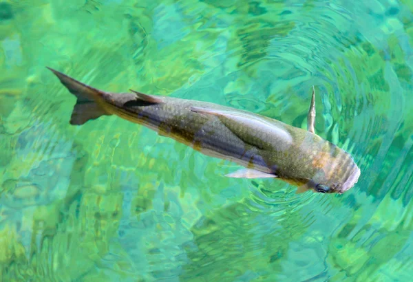 Big Thicklip grey mullet — Stock Photo, Image