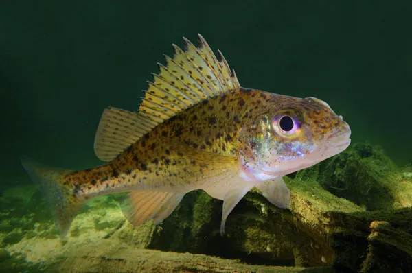 Euraziatische ruffe vis — Stockfoto