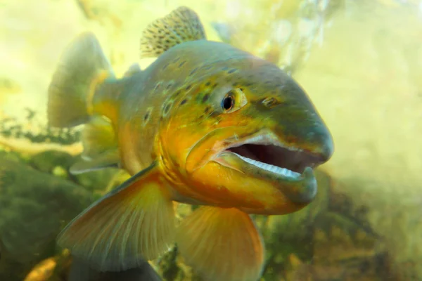 Il pesce trota fario — Foto Stock