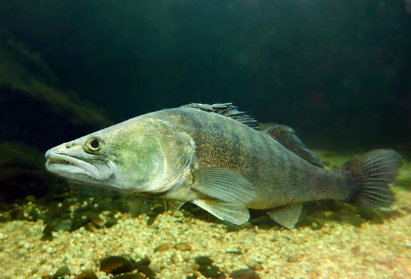 Pike Perch — Stockfoto