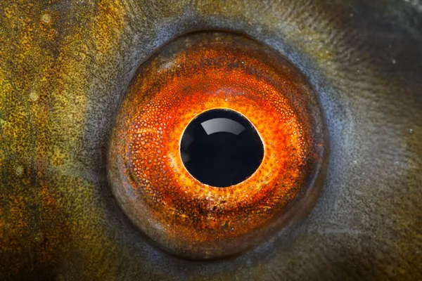 Fisk eye — Stockfoto