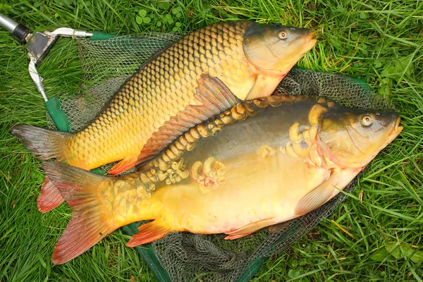 Fiskar på fisknät — Stockfoto