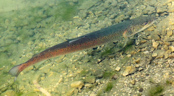 Fisken flyter — Stockfoto