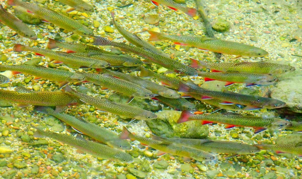 Shoal of The Arctic char — Stock Photo, Image