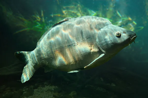 Carpa espejo — Foto de Stock