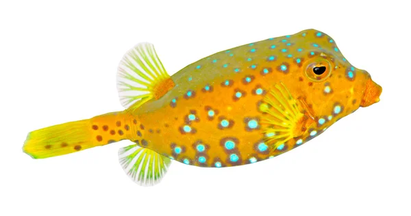 Der Gelbe Buchsfisch (Ostracion cubicus)). — Stockfoto