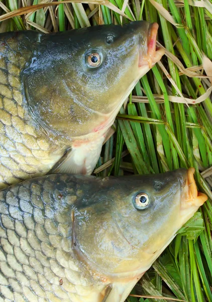 Raw giant carps — Stock Photo, Image