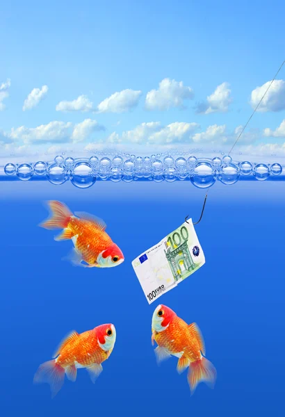 Gold Fishes in water — Stock Photo, Image