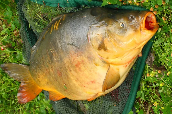 CARP een landing net. — Stockfoto