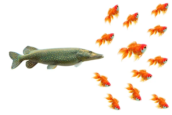 Lucio y peces de colores — Foto de Stock