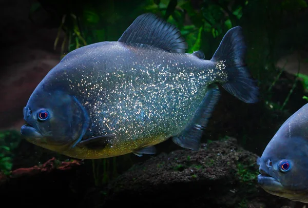 Fishes floats in water — Stock Photo, Image