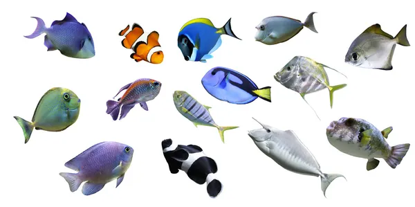 Grande coleção de peixes do mar — Fotografia de Stock