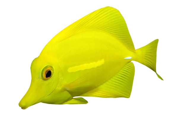 Sarı surgeonfish — Stok fotoğraf