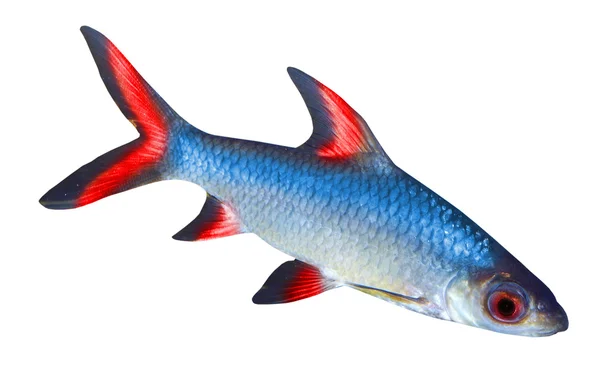 Belo peixe. — Fotografia de Stock