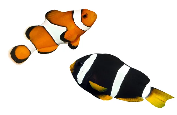 Clownfish — Stock Fotó