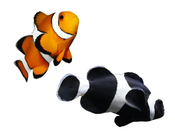 Dois peixes-palhaço coloridos — Fotografia de Stock