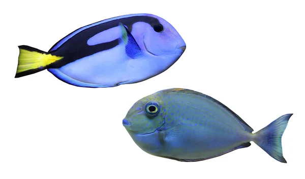 Blue fish — Stock Photo, Image